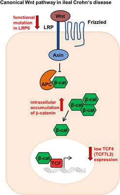 In the Wnt of Paneth Cells: Immune-Epithelial Crosstalk in Small Intestinal Crohn’s Disease